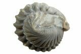 Wide Enrolled Flexicalymene Trilobite - Mt Orab, Ohio #329749-1